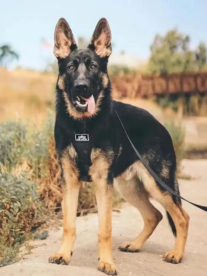 Collier pour chien tactique robuste à Double boucle, collier pour chien de qualité militaire avec poignée pour chiens moyens et grands